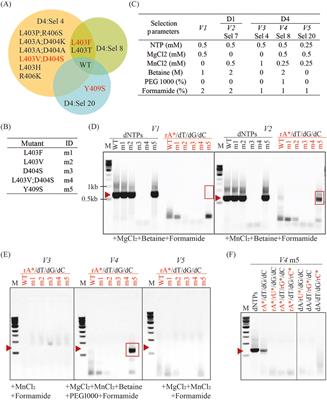 Navigating directed evolution efficiently: optimizing selection conditions and selection output analysis